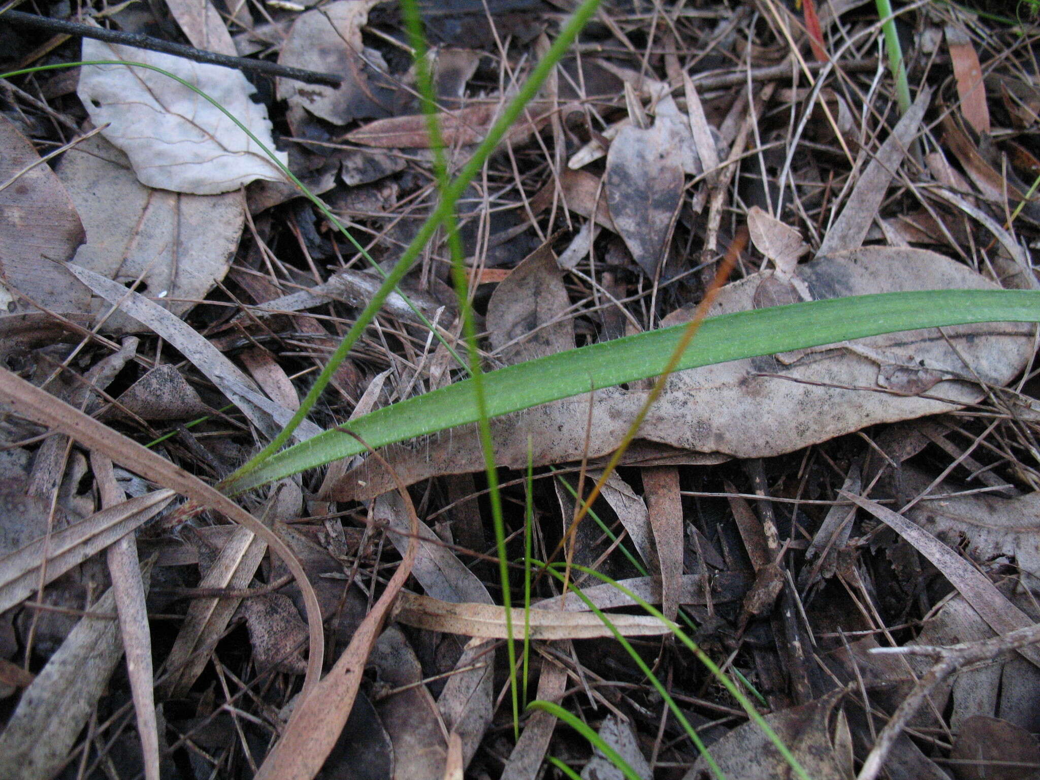 Image of Clubbed spider orchid