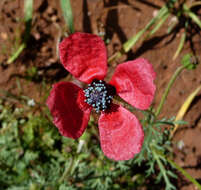 Image of corn poppy