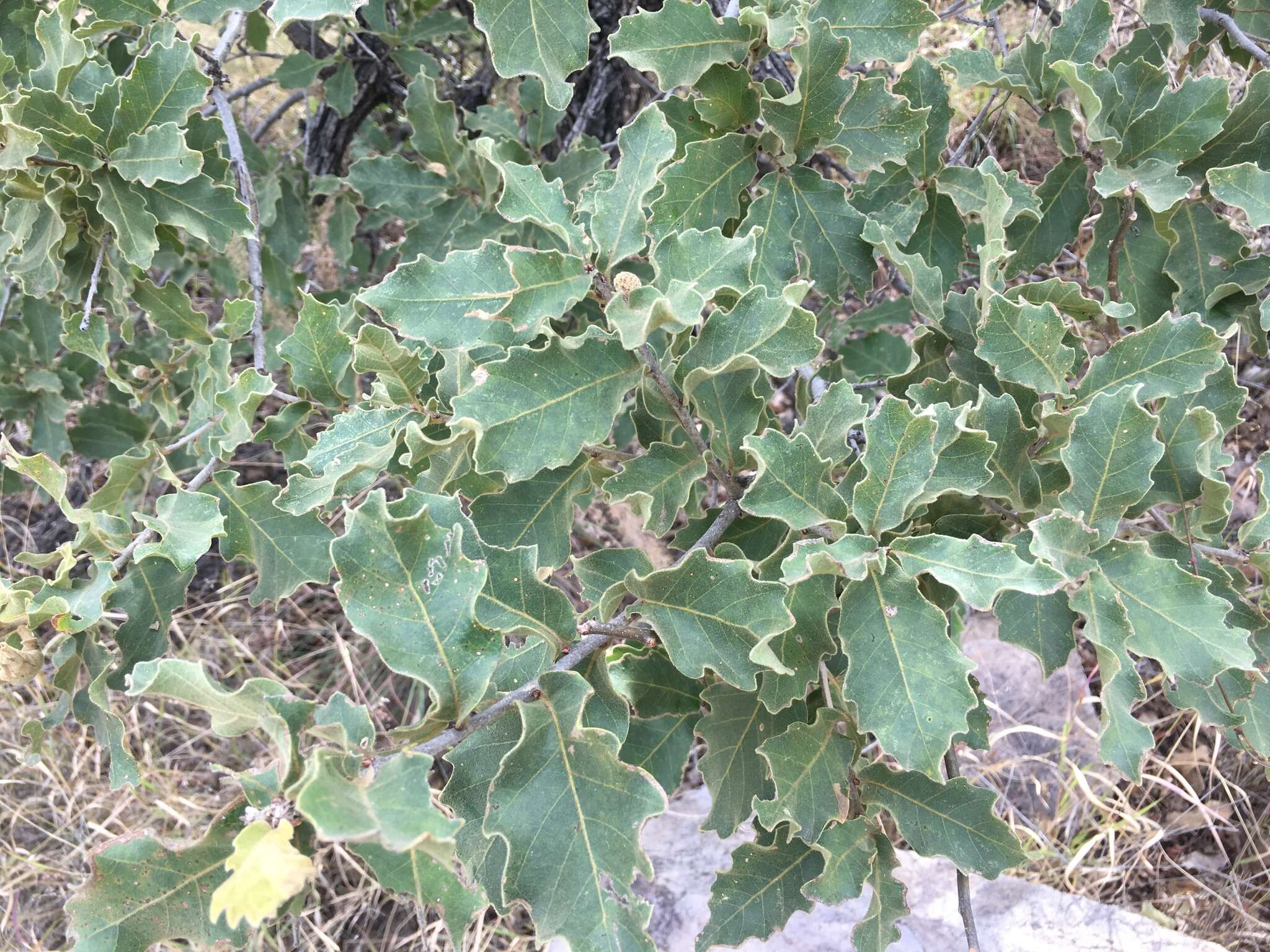 Image of Chihuahuan oak