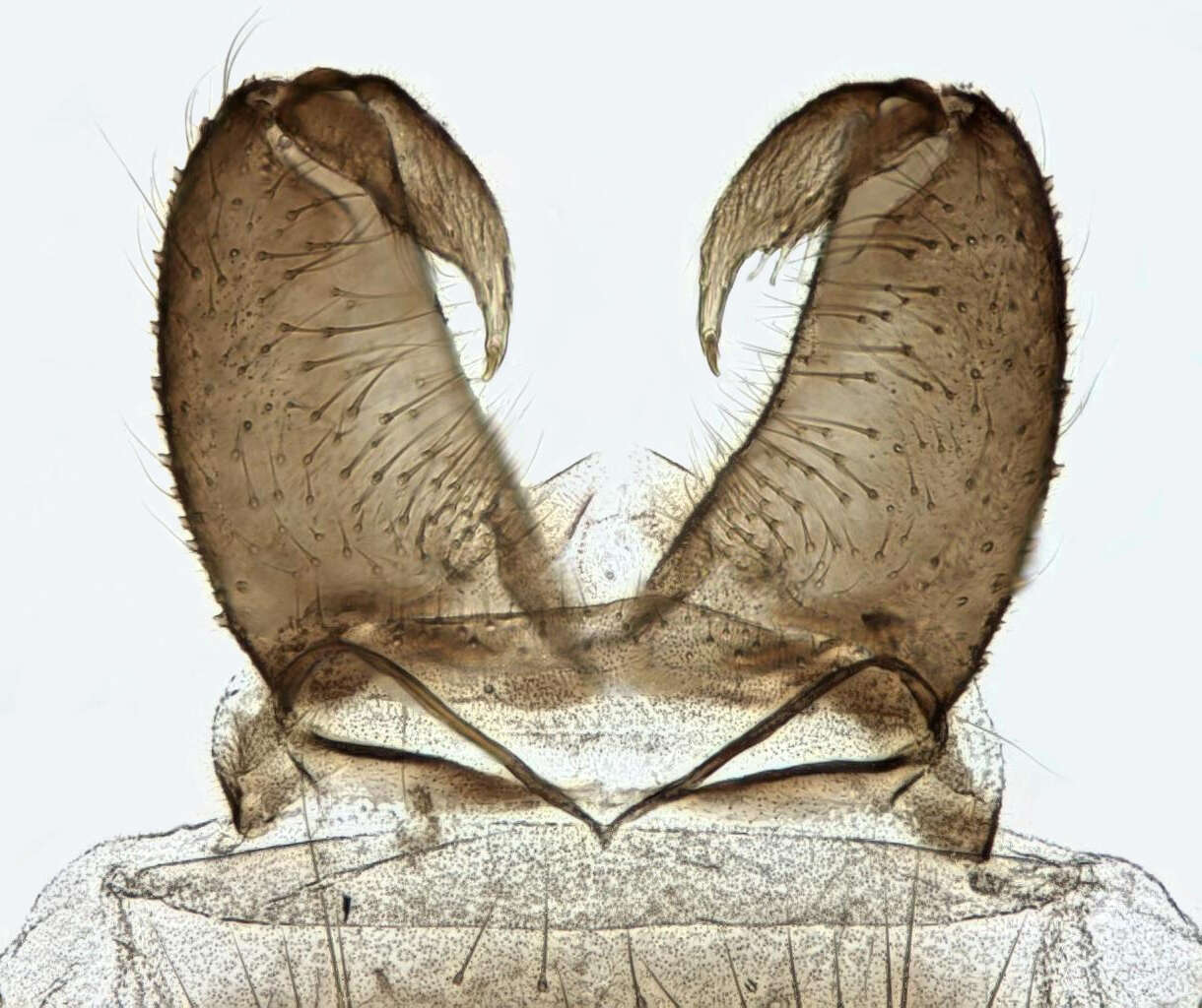 Image of Macropelopia nebulosa (Meigen 1804)