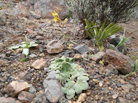 Image of Oxalis melanosticta Sond.