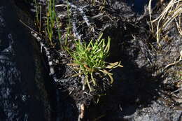 Image de Plantago maritima subsp. juncoides (Lam.) Hulten