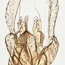 Phaenopsectra flavipes (Meigen 1818) resmi