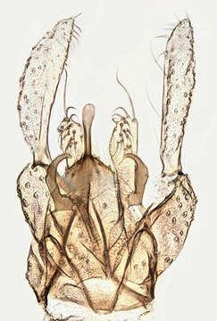 Image of Phaenopsectra flavipes (Meigen 1818)