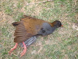 Image of Plumbeous Rail