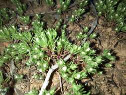 Image of Hyalosperma demissum (A. Gray) P. G. Wilson