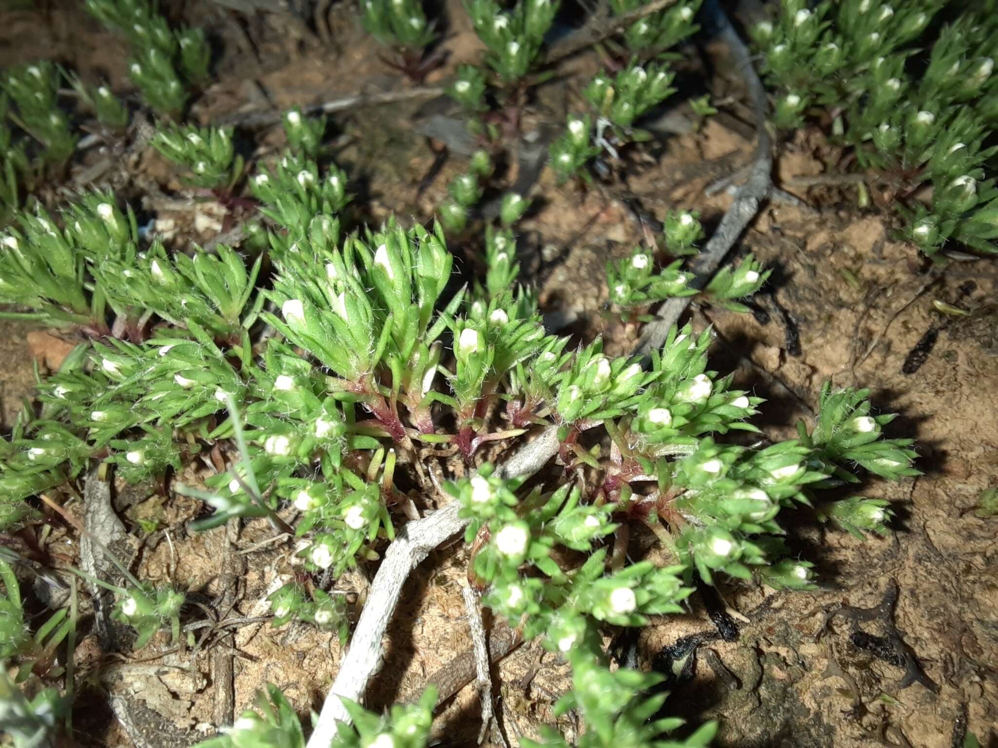 Plancia ëd Hyalosperma demissum (A. Gray) P. G. Wilson