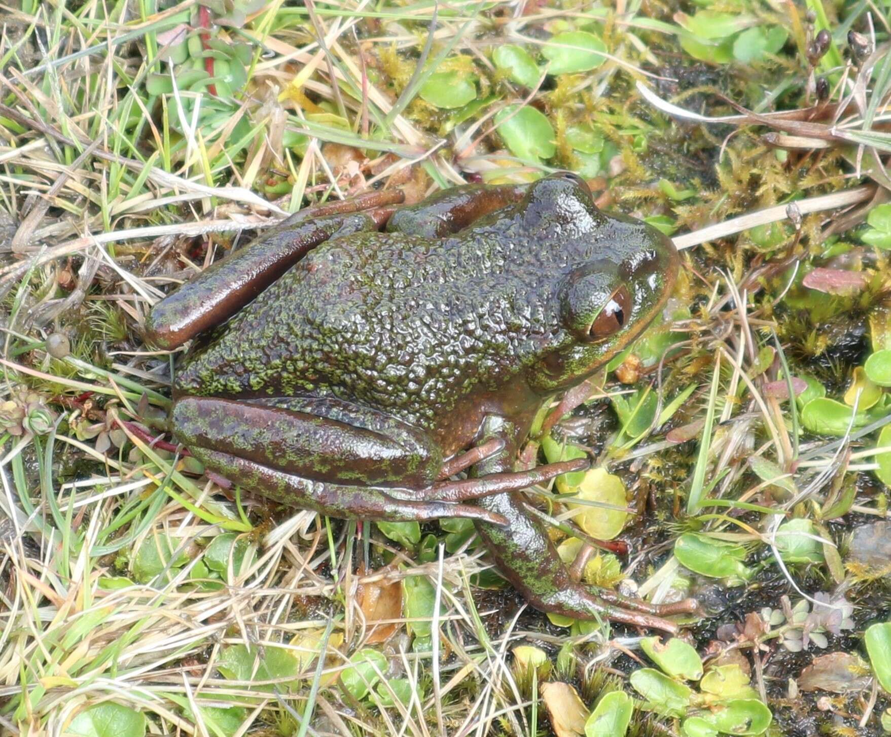 Image of Emerald Forest Frog