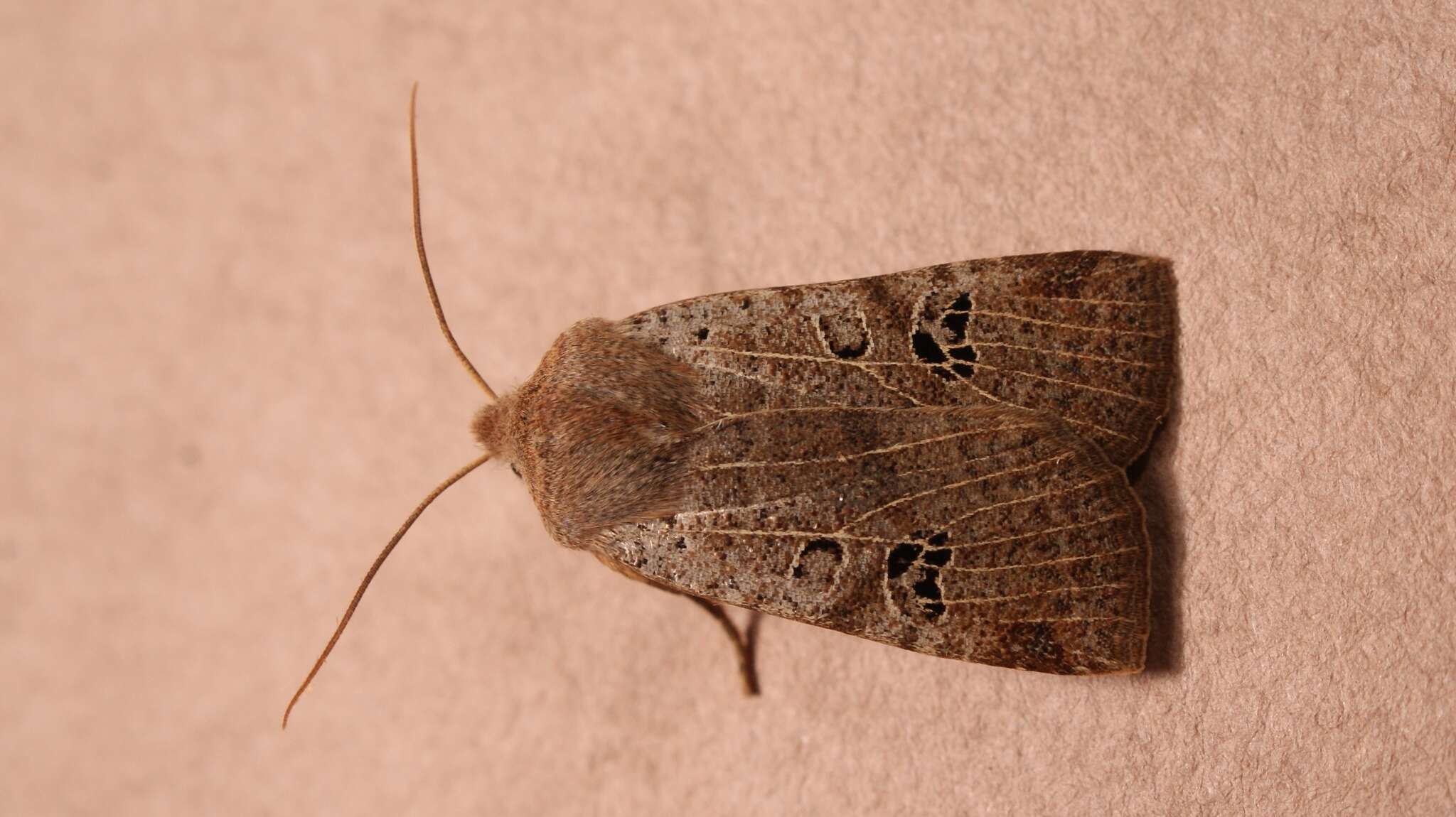 Image of black-spot chestnut