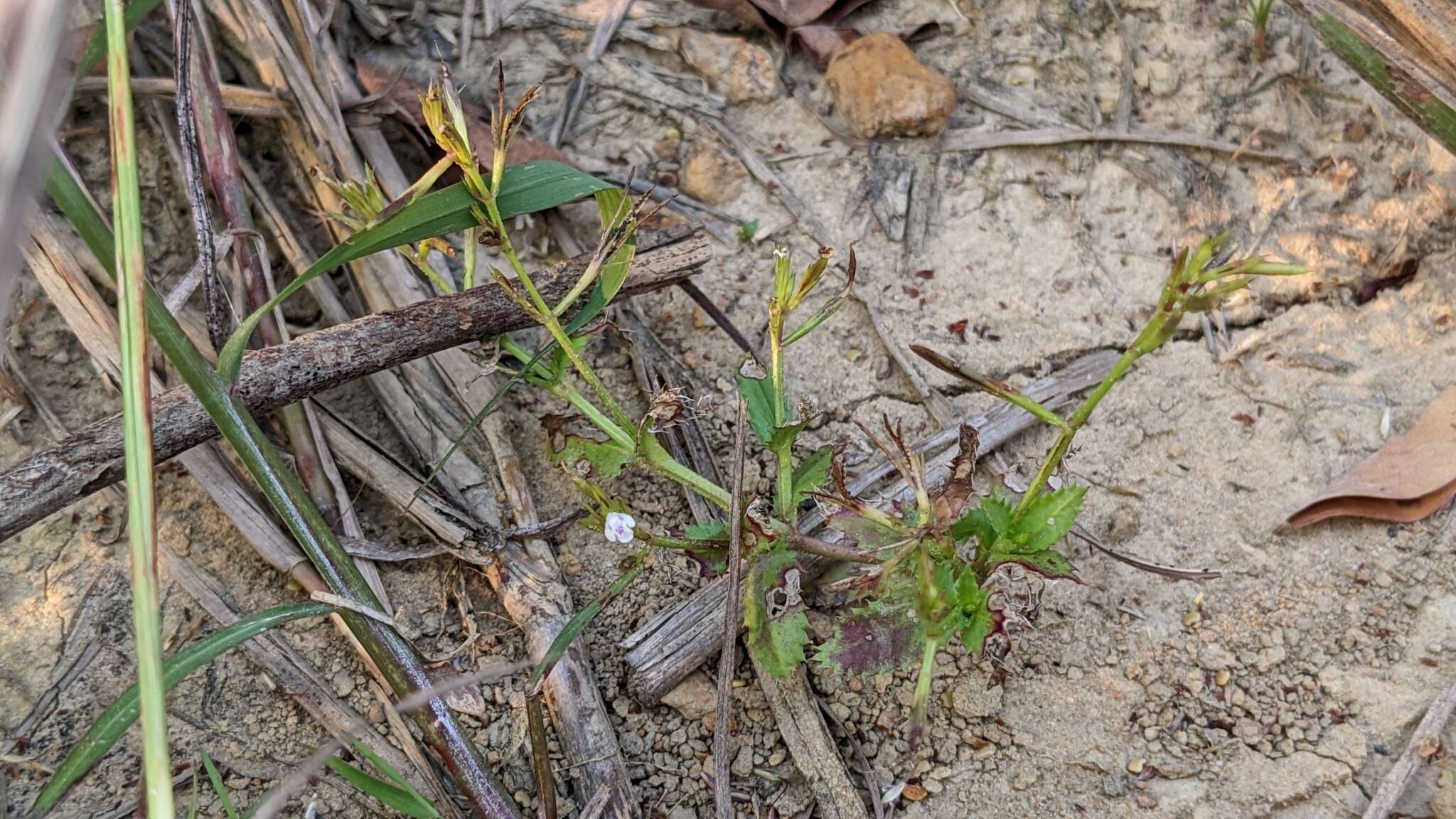 Image de Bonnaya ciliata (Colsm.) Spreng.