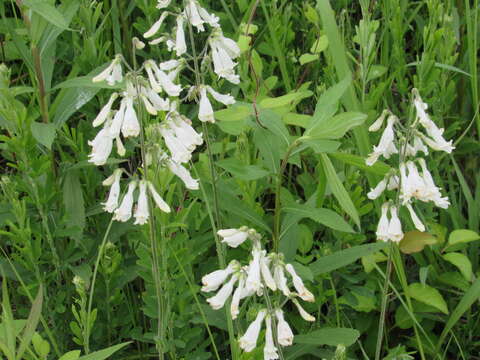 Image of pale beardtongue