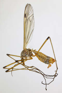 Image of Tipula (Schummelia) variicornis Schummel 1833