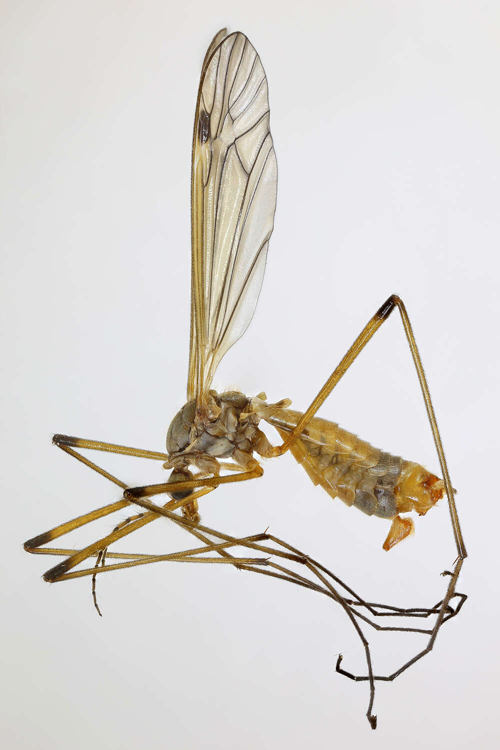 Image of Tipula (Schummelia) variicornis Schummel 1833