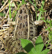 Image of Plains Leopard Frog