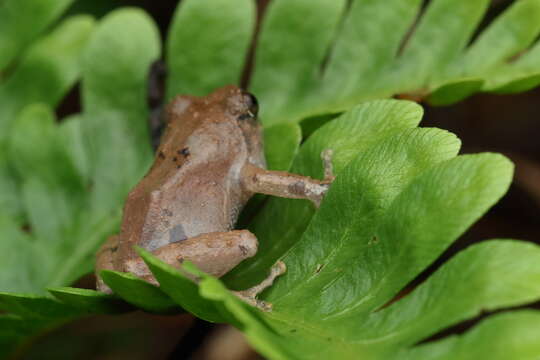 Image of Kudremukh bush frog