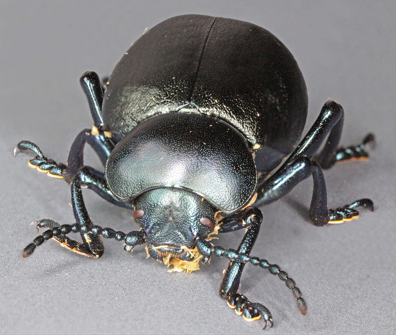 Image of Timarcha tenebricosa