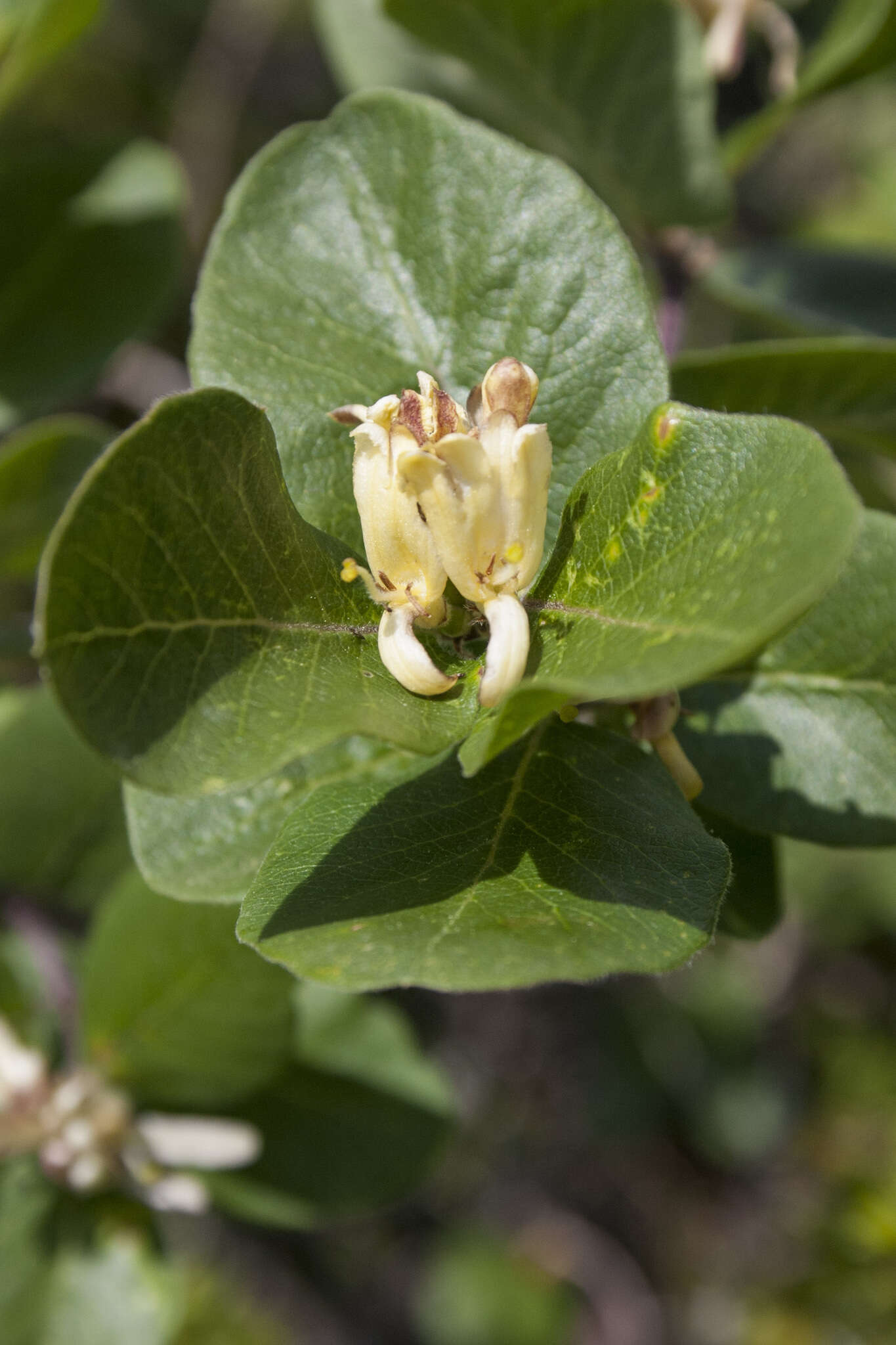 صورة Lonicera arborea Boiss.