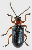 Image of Cereal leaf beetle