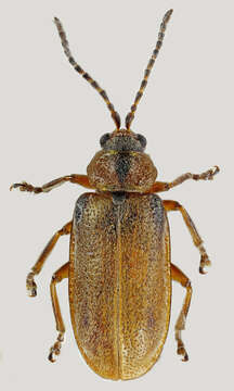 صورة Galerucella lineola