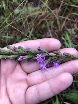 Image of Garber's Gayfeather