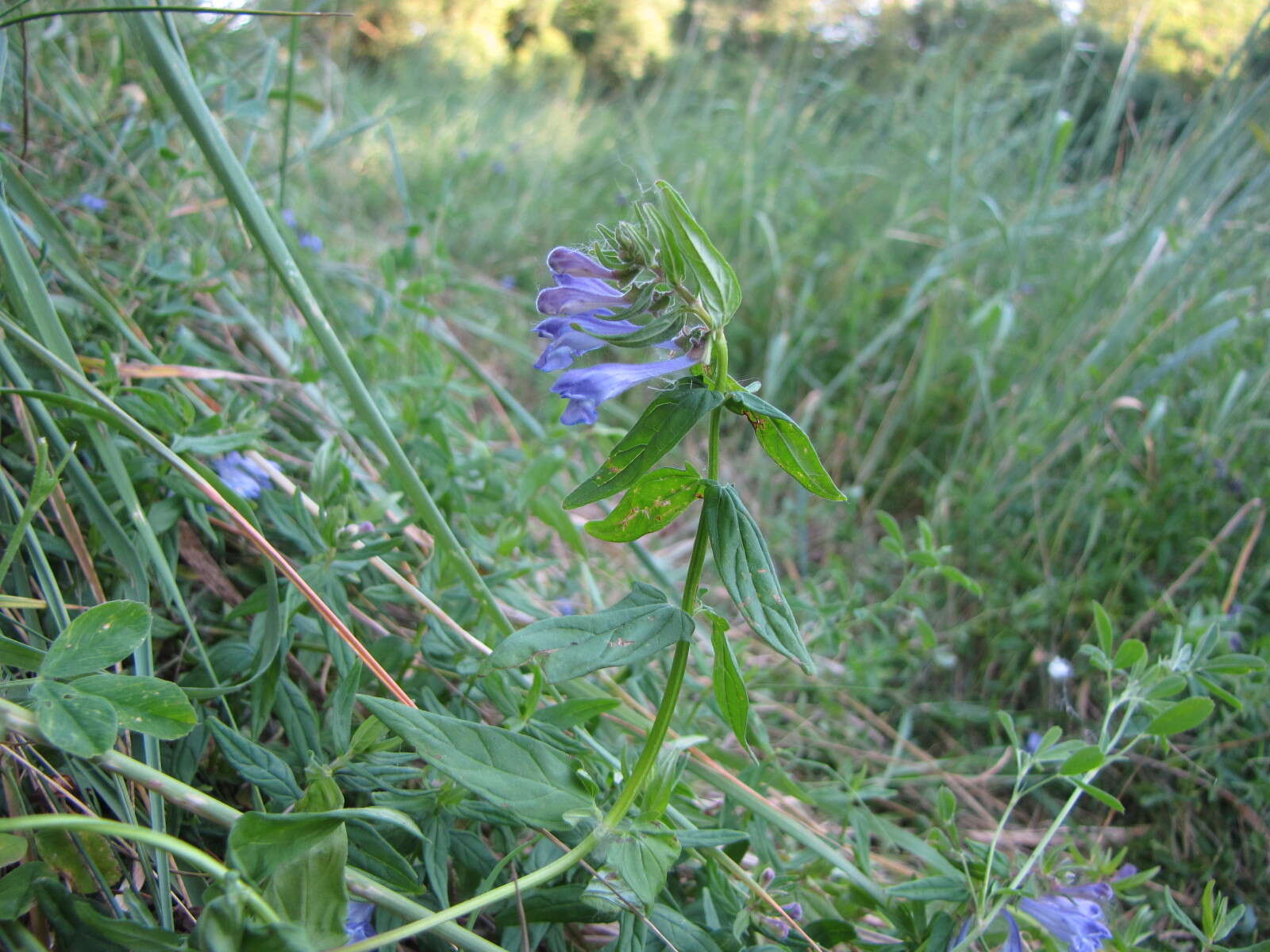 Image of Scutellaria hastifolia L.