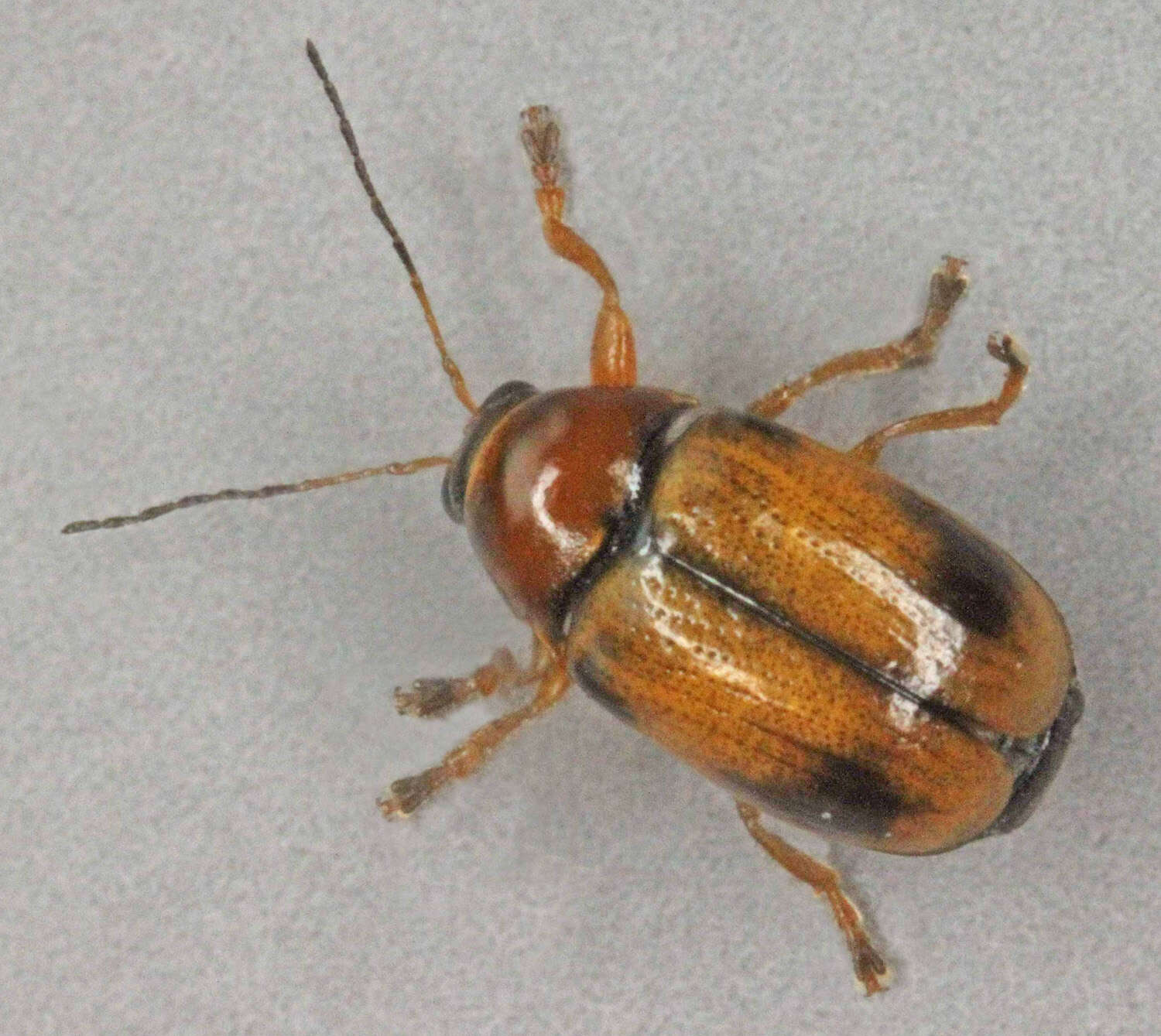 Cryptocephalus pusillus resmi