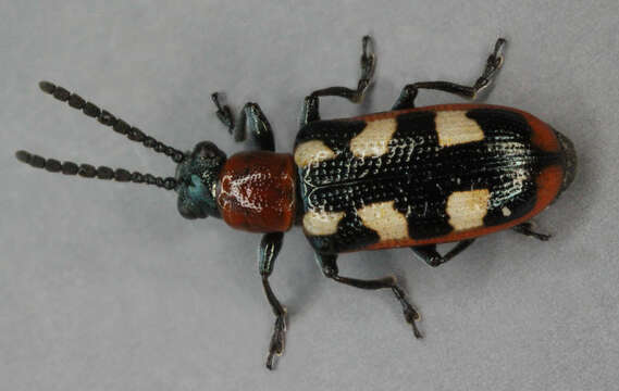 Image of Common asparagus beetle