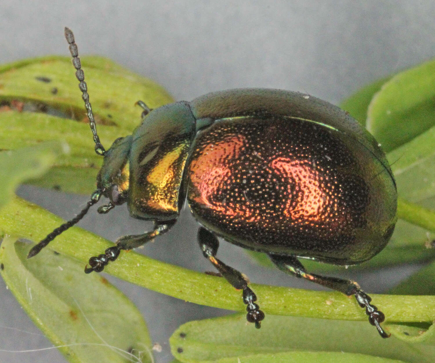 Imagem de Chrysolina (Spheromela) varians (Schaller 1783)