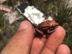 Image of Moustached frog