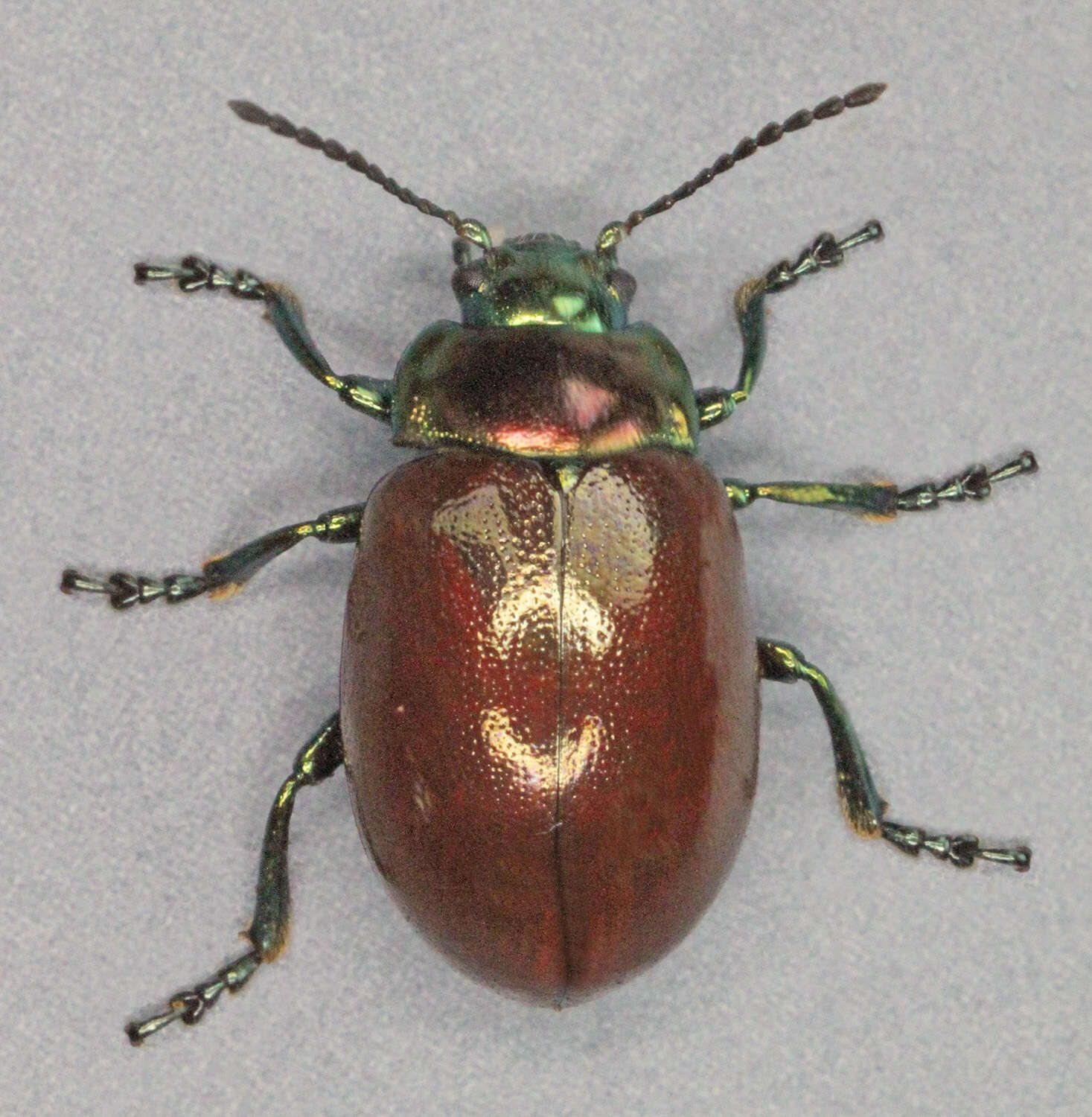 Image of Chrysolina polita