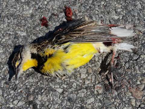 Image of Eastern Meadowlark