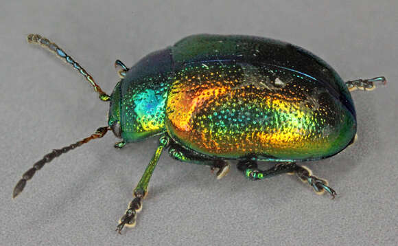 Image of Chrysolina fastuosa