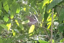 Image of Moustached Babbler