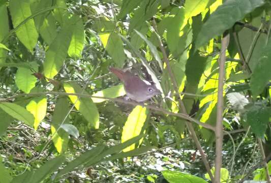 Image of Moustached Babbler