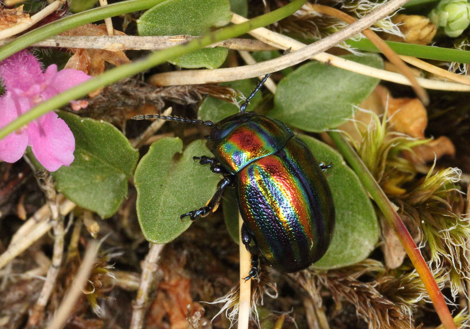 Image of Chrysolina cerealis