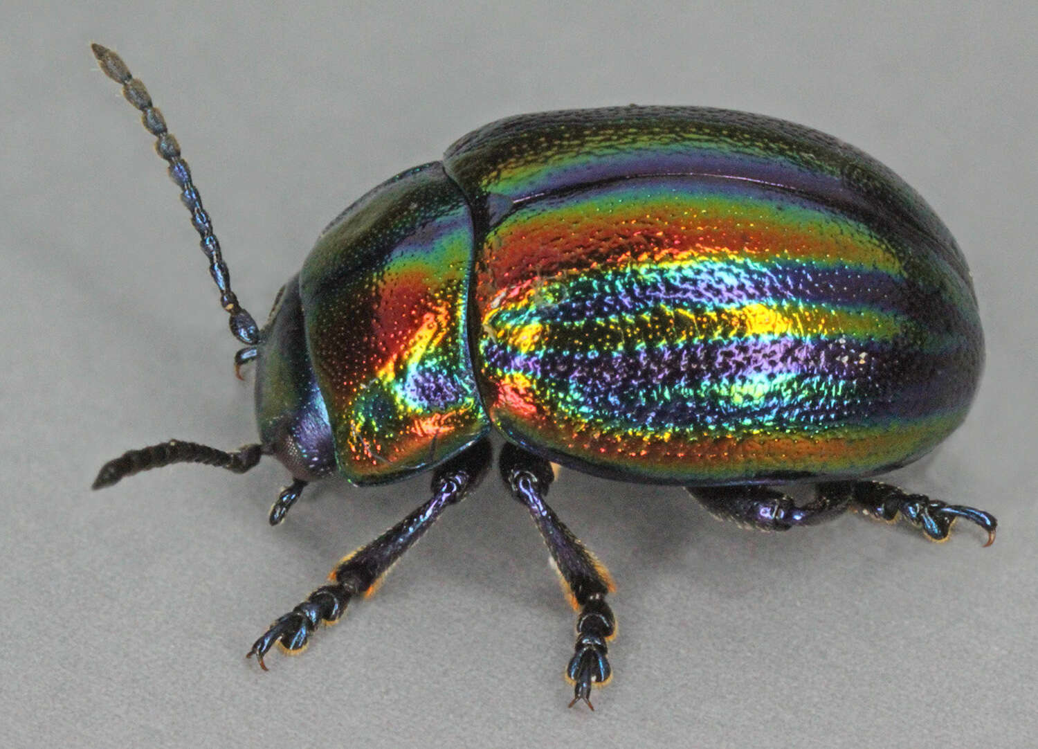 Image of Chrysolina cerealis