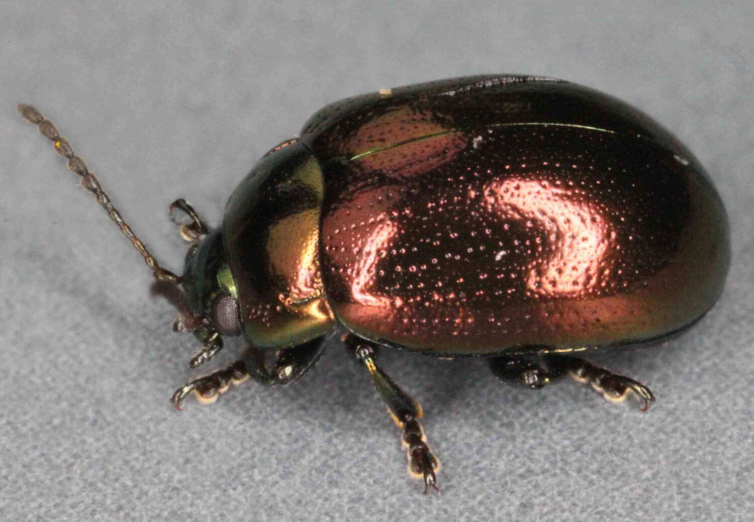 Image of Chrysolina