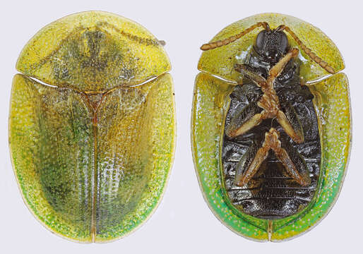 Image of thistle tortoise beetle