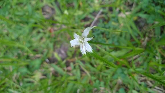 Image of starrush whitetop