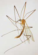 Image of Helius (Helius) flavus (Walker 1856)