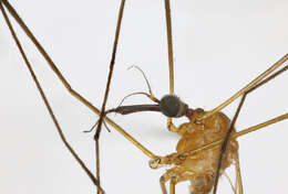 Image of Helius (Helius) flavus (Walker 1856)