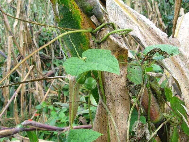 Image of Microsechium palmatum (Ser.) Cogn.