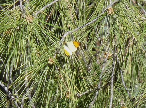 Image of Moroccan Orange Tip