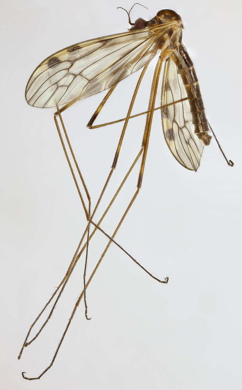 Image of Limonia flavipes (Fabricius 1787)