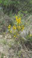 Image of <i>Cytisus scoparius</i> subsp. <i>reverchonii</i>