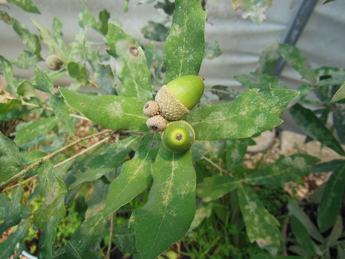 Слика од Quercus sebifera Trel.