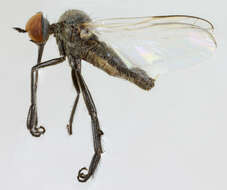 Image of Empis chioptera Meigen 1804