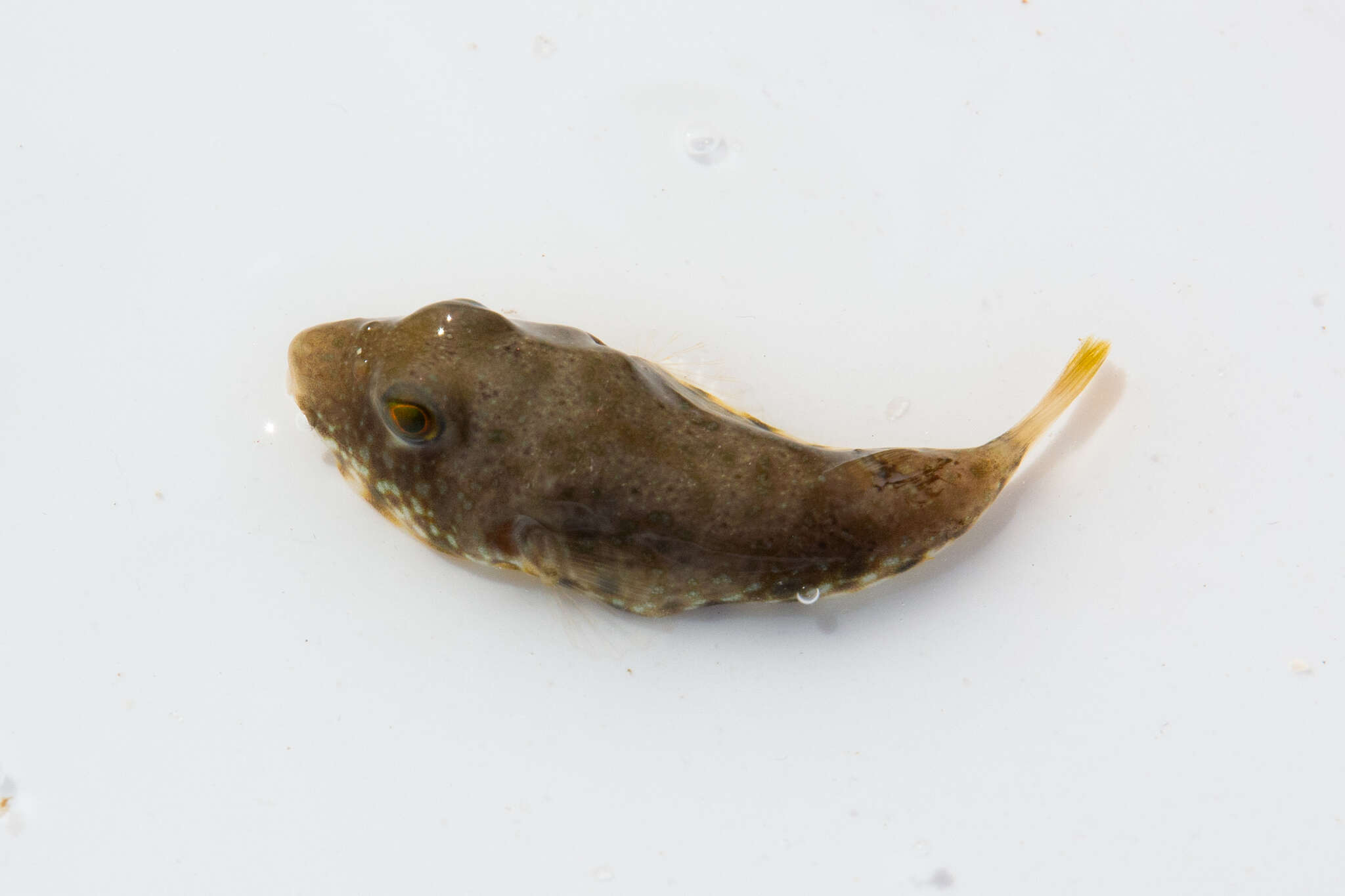 Image of Puffer