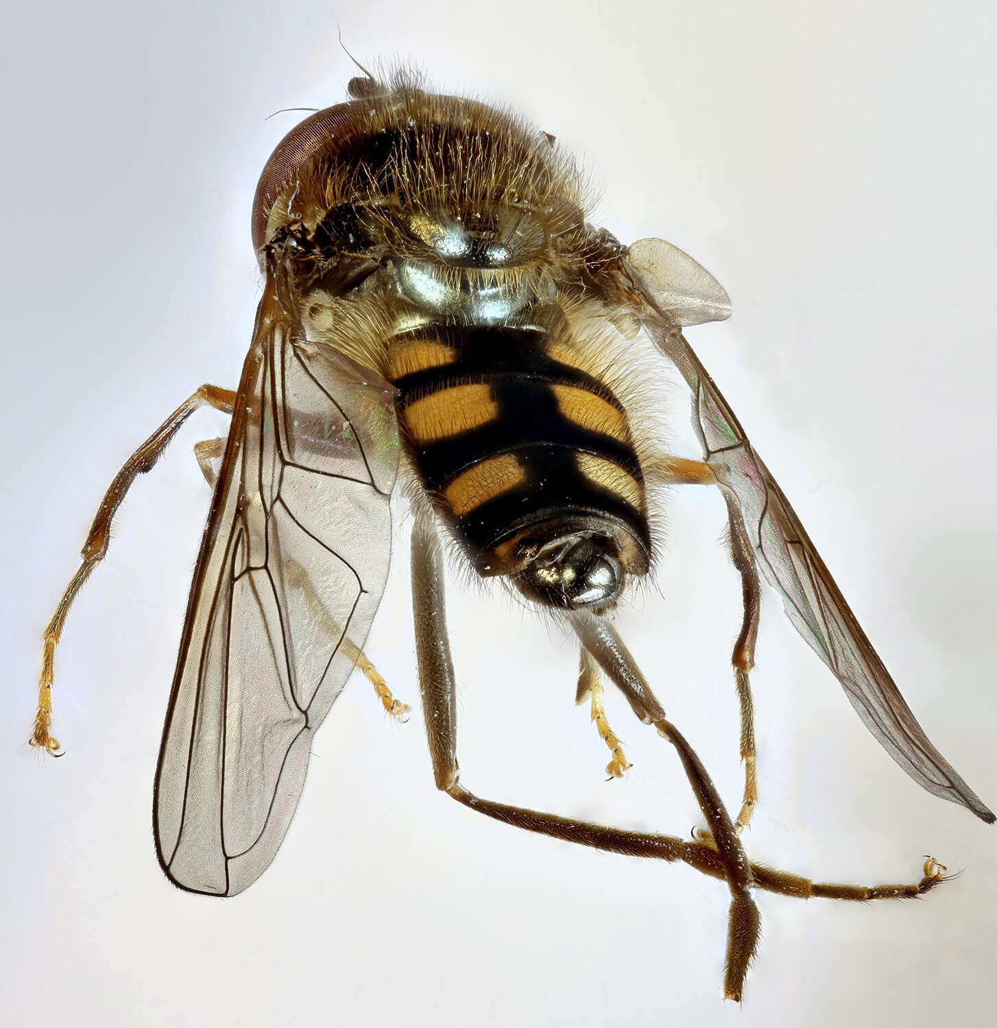 Image of Platycheirus peltatus (Meigen 1822)