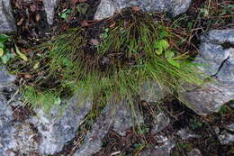 Image of Juncus monanthos Jacq.